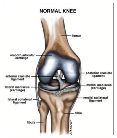 knee specialist surgeon townsville dr kaushik hazratwala